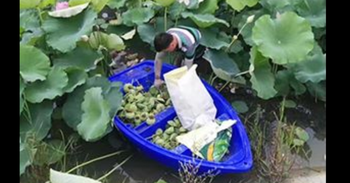 荷花養殖漁船應用案例 荷花養殖漁船應用案例