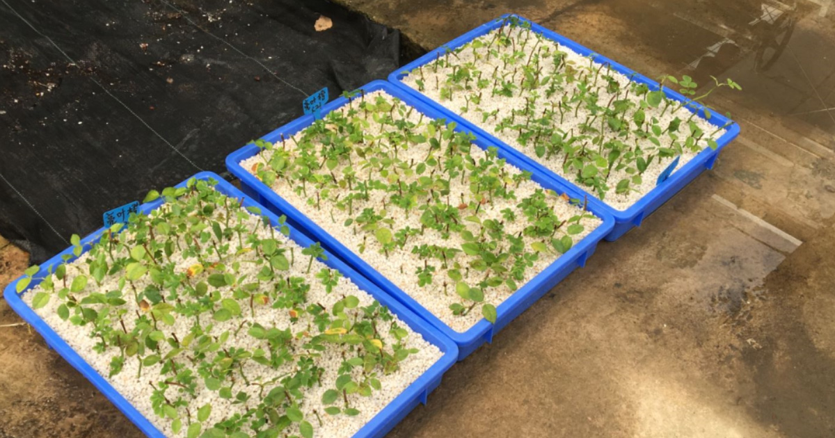 周轉箱種植應用 周轉箱種植應用